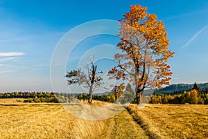 Autumn in Poland - colorful fields and trees in StoÅ‚owe Mountains in Lower Silesia - Dolny Slask Region in Karlow, Poland