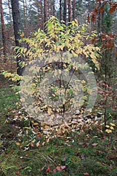 Autumn in Polish forests. The charms of forest paths. Autumn colors.