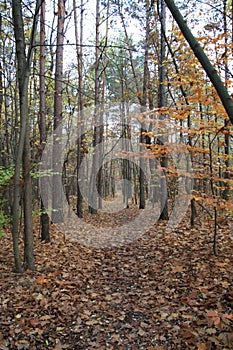 Autumn in Polish forests. The charms of forest paths. Autumn colors.