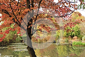 Autumn on Pond