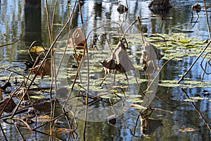 Autumn pond with dead stems and seed pods of sacred lotus (nelumbo nucifera) plants