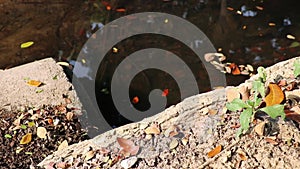 Autumn pond at the end of a concrete drainage pipe