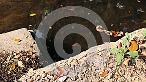 Autumn pond at the end of a concrete drainage pipe