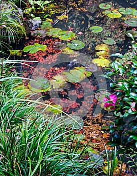 Autumn pond at Japanese garden