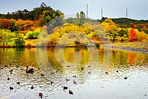 Autumn by the pond at Mount Lofty