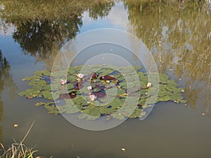 Autumn pond overgrown with reeds with water lilies and autumn sky reflected in the water