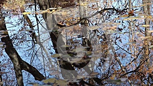 Autumn pond reflections with fallen leaves