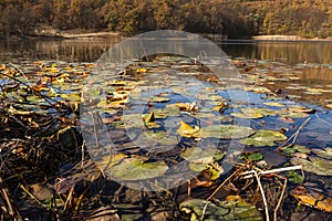 Autumn pond with water lilies. Colorful landscape with a lake