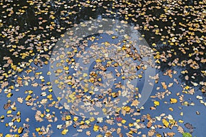 Autumn pond with yellow leaves