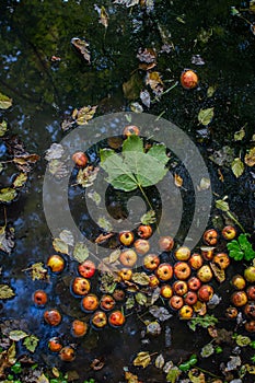 Autumn pond with yellow orange red apples and fallen leaves. Green maple leaf. Blue sky and trees reflected in water. Garden