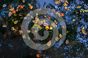 Autumn pond with yellow orange red apples, fallen leaves and plastic bag. Blue sky and trees are reflected in the water.