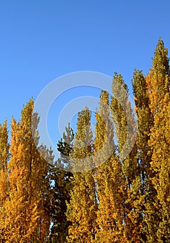 Autumn Poplar Trees against Sunny Blue Sky