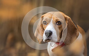 Autumn portrait of Beagle dog