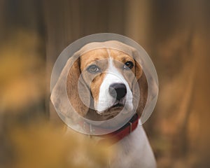 Autumn Portrait of Beautiful Beagle