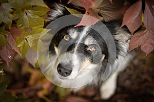 Autumn portrait of border collie.