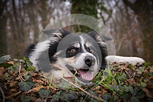 Autumn portrait of border collie