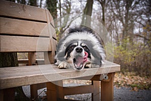 Autumn portrait of border collie