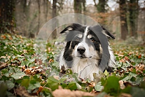 Autumn portrait of border collie.