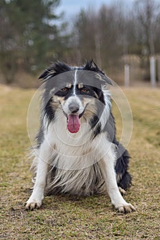 Autumn portrait of border collie on road.