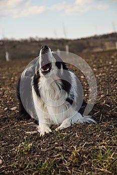 Autumn portrait of border collie who is barking