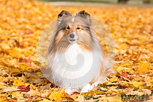 Autumn portrait of cute and smiling shetland sheepdogs in yellow maple leafs