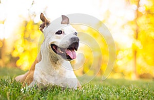 Autumn portrait of cute terrier dog