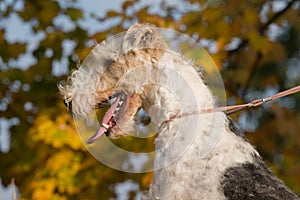 Autumn portrait of dog - foxterrier