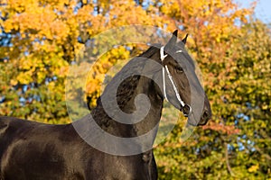 Autumn portrait of friesian horse photo