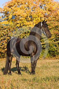 Autumn portrait of frisian mare