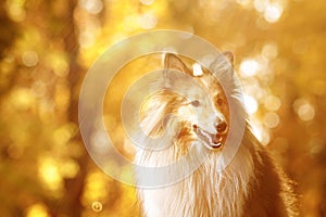 Autumn portrait of a ginger sheltie dog.