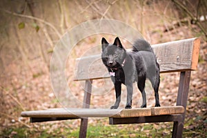 Autumn portrait of schipperke puppy on brench.