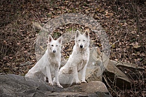 Autumn portrait of two females of swiss shepherd dogs in nature.