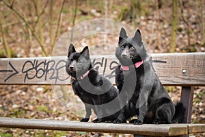 Autumn portrait of two schipperkes on brench.