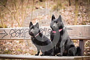 Autumn portrait of two schipperkes on brench.