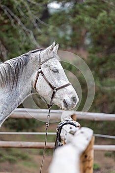 Autumn portrait of white horse tied to a post in stable ranch outdoor on green pine tree background