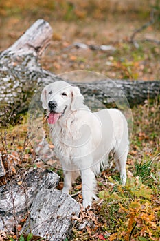 Autumn portrait of white retriever groun-up lying in yellow leaves