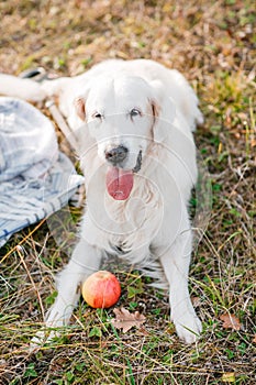 Autumn portrait of white retriever groun-up lying in yellow leaves