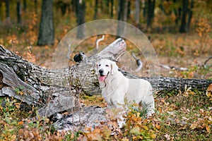 Autumn portrait of white retriever groun-up lying in yellow leaves