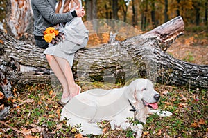 Autumn portrait of white retriever groun-up lying in yellow leaves. background loving couple