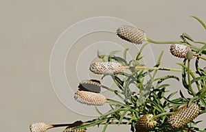 Autumn prairie coneflower or Ratibida columnifera