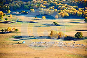 The autumn prairie with sheep sunset