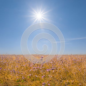 Autumn prairie with wild flowers under a sparkle sun