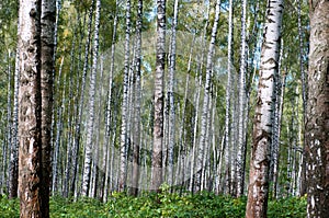 Autumn primeval birch`s fores