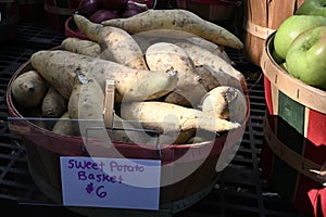 Autumn Produce in Dappled Light