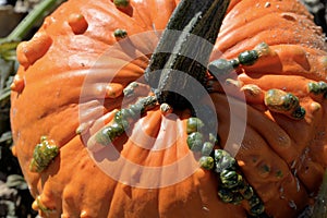 Closeup of Knucklehead Pumpkin in the field.