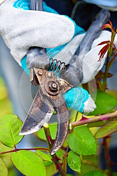 Autumn pruning roses in the garden, close-up gardener`s hands with secateurs