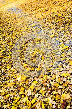 Autumn in the public park in Sweden walking to work