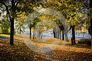Autumn in the public park in Sweden walking to work
