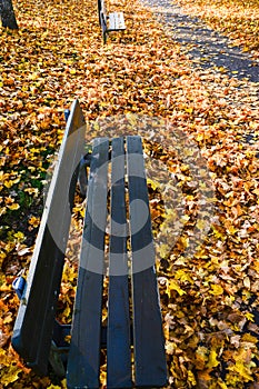 Autumn in the public park in Sweden walking to work