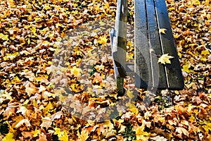 Autumn in the public park in Sweden walking to work